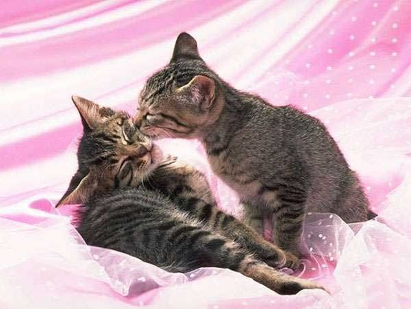 chat tres calin